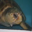 Interest Picture Loggerhead Sea Turtle